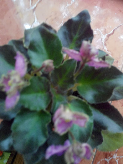 IMG_20140523_094904 - Diverse 1