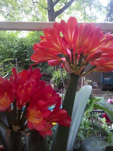 IMG_20140523_094942 - Diverse 1