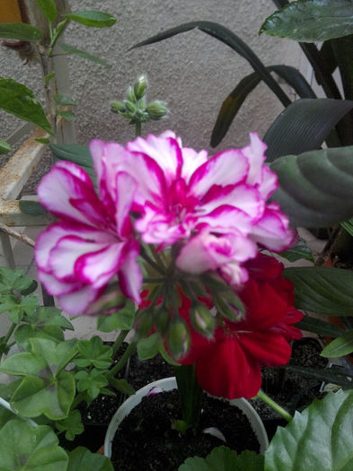 IMG_20140523_094954 - Diverse 1