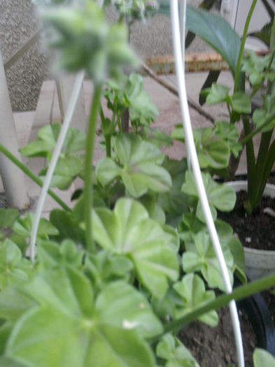 IMG_20140523_095001 - Diverse 1