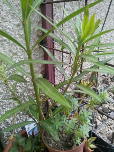 IMG_20140523_095042 - Diverse 1