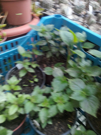 IMG_20140523_095051 - Diverse 1