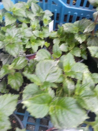 IMG_20140523_095100 - Diverse 1