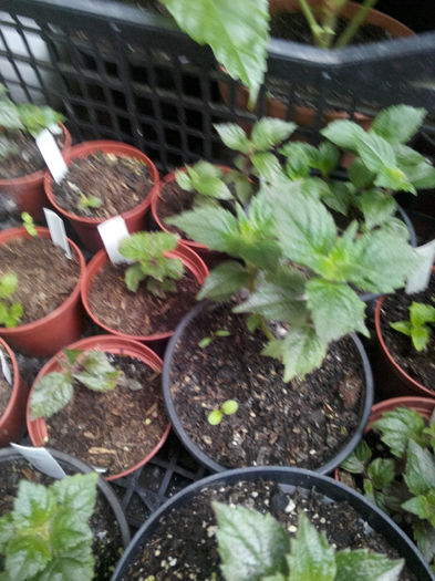 IMG_20140523_095101 - Diverse 1