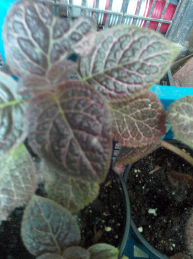 IMG_20140523_095110 - Diverse 1