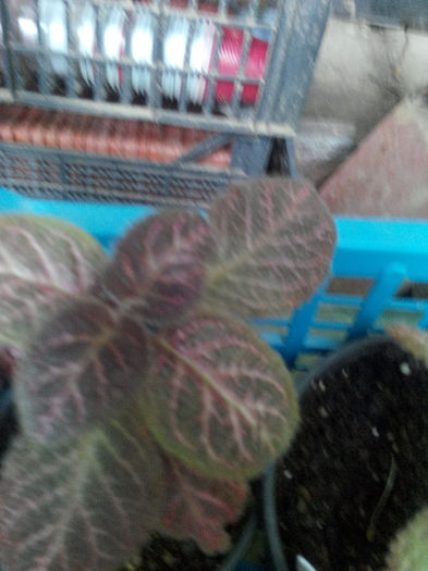 IMG_20140523_095113 - Diverse 1