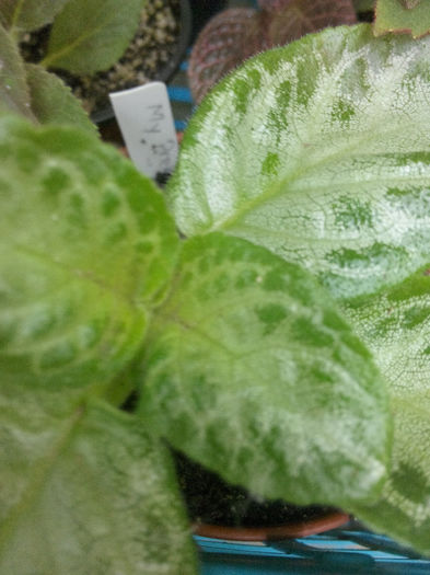 IMG_20140523_095202 - Diverse 1