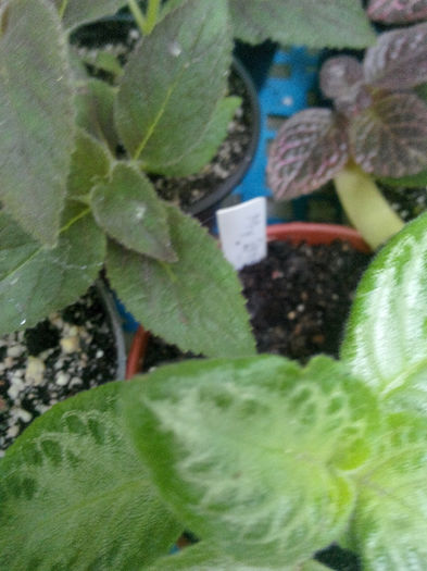 IMG_20140523_095206 - Diverse 1