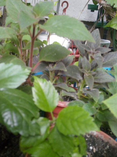 IMG_20140523_095243 - Diverse 1