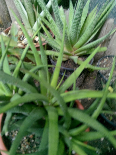 IMG_20140523_095249 - Diverse 1