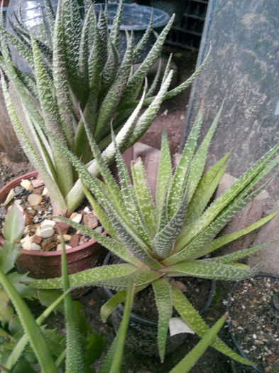 IMG_20140523_095253 - Diverse 1