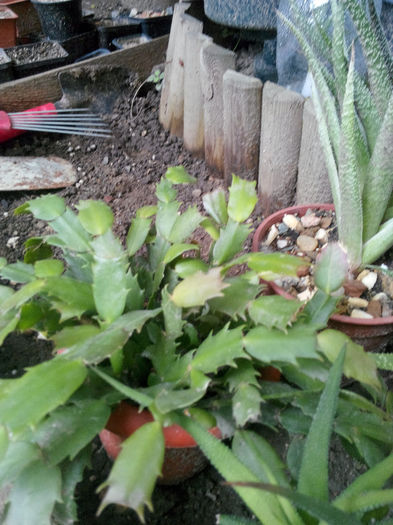 IMG_20140523_095256 - Diverse 1