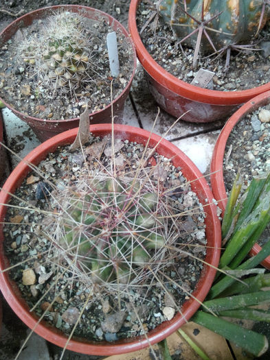 IMG_20140523_095327 - Diverse 1