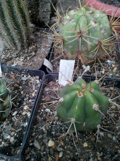 IMG_20140523_095335 - Diverse 1