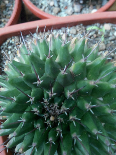 IMG_20140523_095345 - Diverse 1