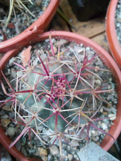 IMG_20140523_095403 - Diverse 1