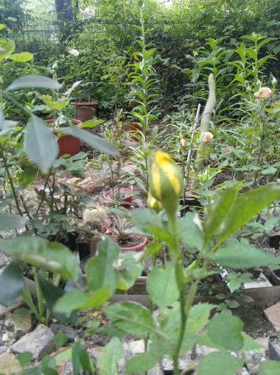 IMG_20140523_095416 - Diverse 1