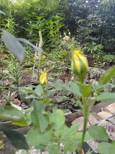 IMG_20140523_095426 - Diverse 1