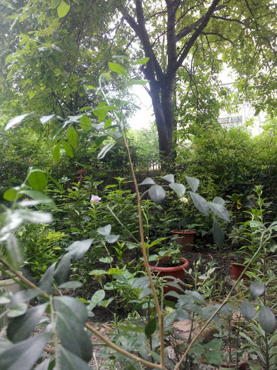 IMG_20140523_095432 - Diverse 1