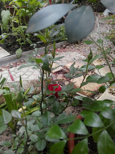 IMG_20140523_095443 - Diverse 1