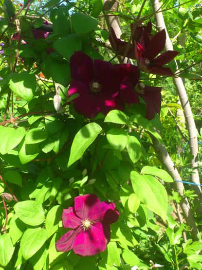 DSC_5289 - Clematis