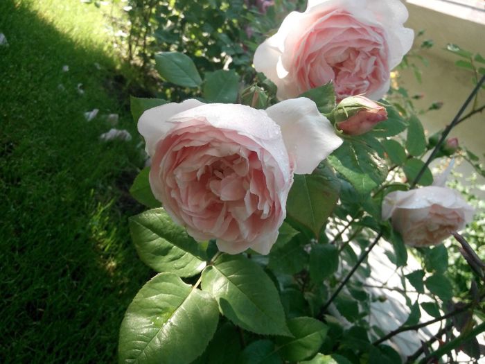 Ambridge rose (5) - Ambrige Rose 14pl
