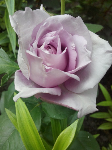 IMG_20140523_095458 - Diverse 1