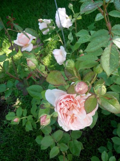 Ambridge rose (2) - Ambrige Rose 14pl