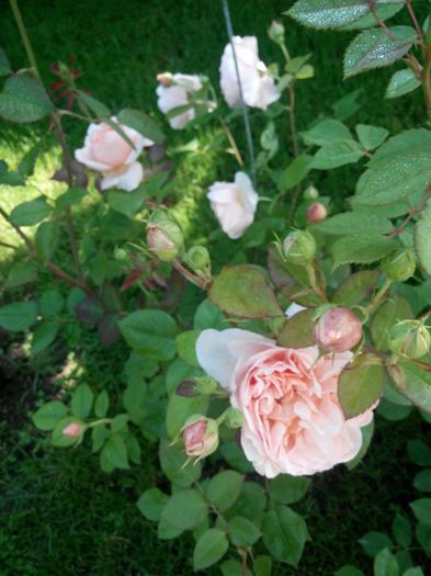 Ambridge rose (3) - Ambrige Rose 14pl