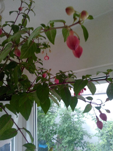 IMG_20140523_095821; Fuchsia, balerina din balcon
