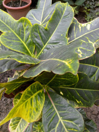 IMG_20140523_100027 - Diverse 1