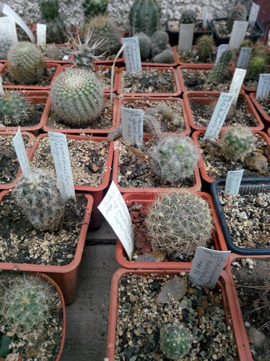 IMG_20140523_100058 - Diverse 1