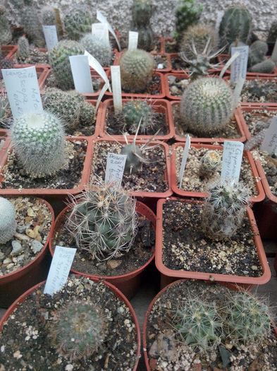 IMG_20140523_100101 - Diverse 1