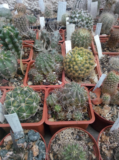 IMG_20140523_100112 - Diverse 1