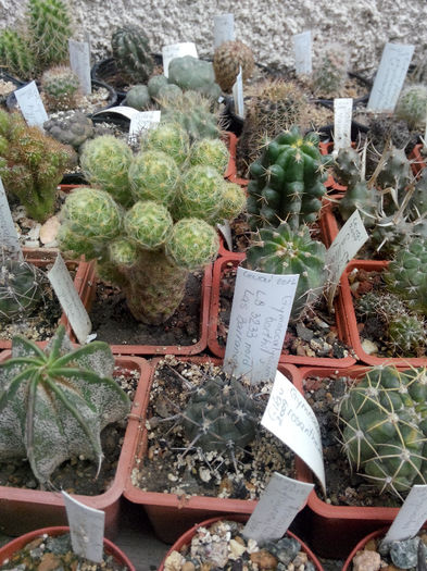 IMG_20140523_100115 - Diverse 1