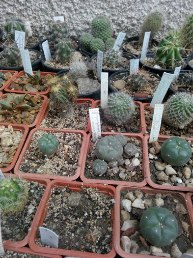 IMG_20140523_100126 - Diverse 1