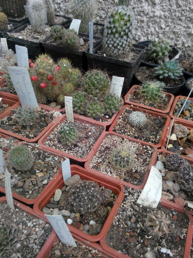 IMG_20140523_100134 - Diverse 1