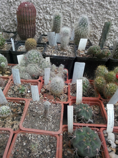 IMG_20140523_100142 - Diverse 1