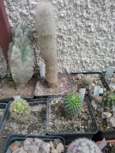 IMG_20140523_100200 - Diverse 1