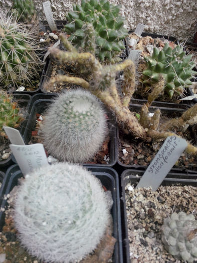 IMG_20140523_100215 - Diverse 1