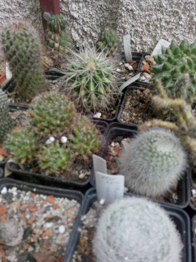 IMG_20140523_100217 - Diverse 1