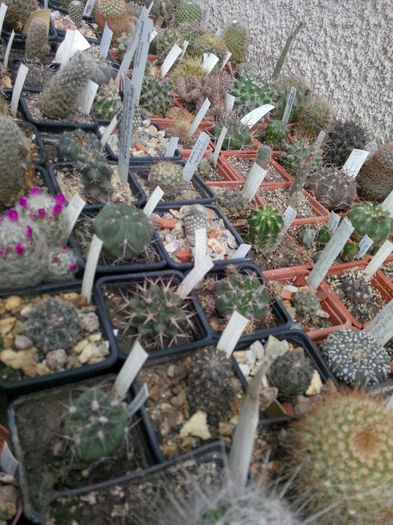 IMG_20140523_100222 - Diverse 1