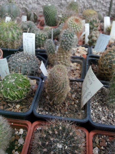 IMG_20140523_100241 - Diverse 1