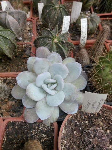 IMG_20140523_100253 - Diverse 1