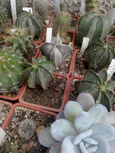 IMG_20140523_100257 - Diverse 1