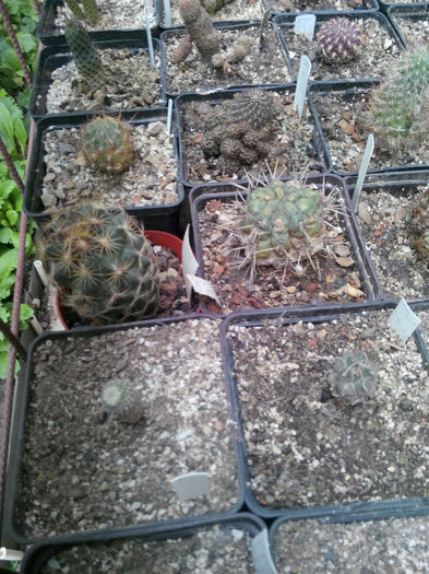 IMG_20140523_100326 - Diverse 1