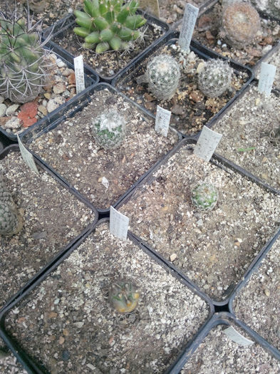 IMG_20140523_100329 - Diverse 1