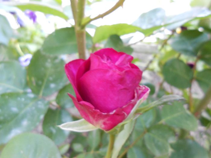 Heidi Klum, primul bobocel - yyy 2014 Trandafiri si clematite