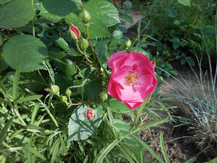 Angela, prima floare - yyy 2014 Trandafiri si clematite