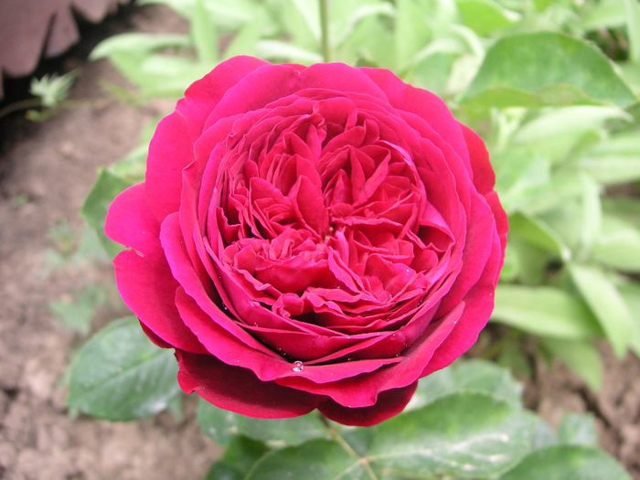 Falstaff - yyy 2014 Trandafiri si clematite